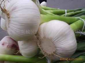 萊蕪市萊城區(qū)潤(rùn)宇農(nóng)副產(chǎn)品購(gòu)銷(xiāo)站 連接田間與餐桌的綠色橋梁